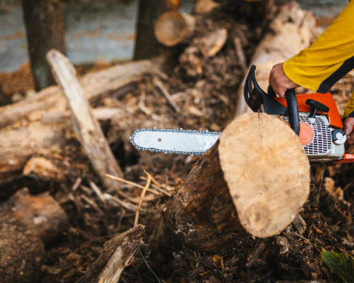 perfekte Baumschnitt