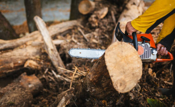 perfekte Baumschnitt